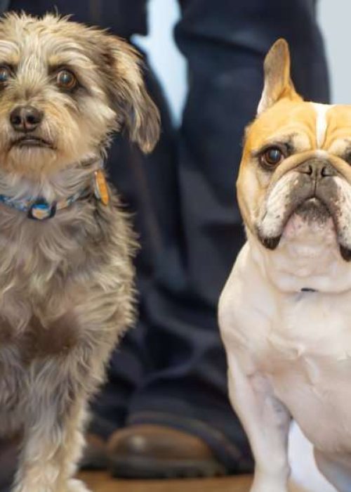 Rehm Insurance staff dogs